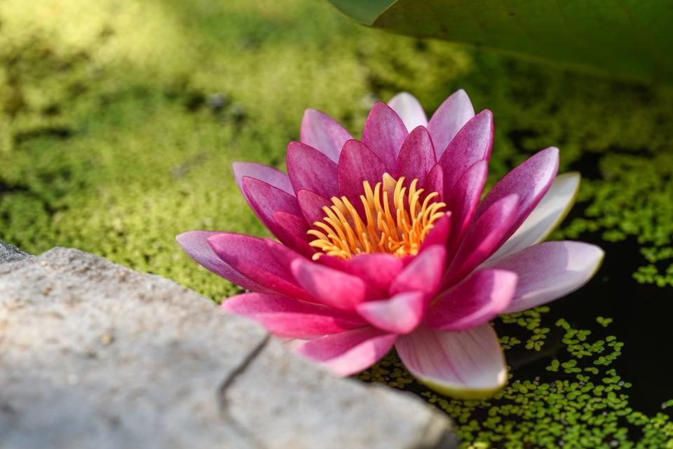 Fiore di loto sull’acqua